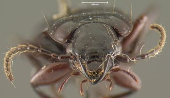 Media type: image; Entomology 23873   Aspect: head frontal view